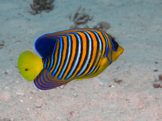 A lone Regal Angelfish (Pygoplites diacanthus) in the Red Sea