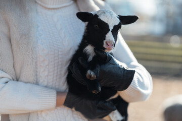Sheep farm. Agriculture and farming. Environmentally friendly products.