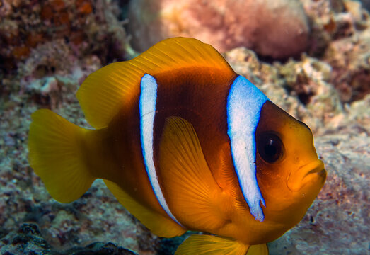 A Red Sea Anemonefish (Amphiprion bicinctus) in Egypt