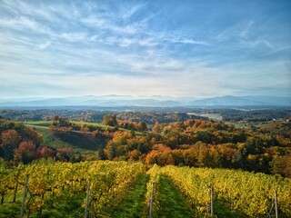 vineyard in autumn