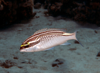 An Arabian Threadfin Bream (Scolopsis ghanam) in the Red Sea