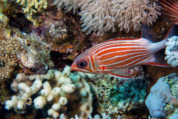 A Crowned Squirrelfish (Sargocentron diadema) in the Red Sea, Egypt