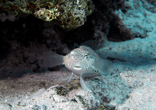 A Speckled Sandperch (Parapercis hexophtalma) in the Red Sea, Egypt