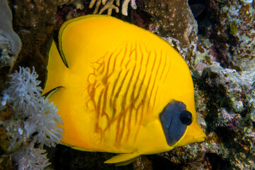 A Masked Butterflyfish (Chaetodon semilarvatus) in the Red Sea