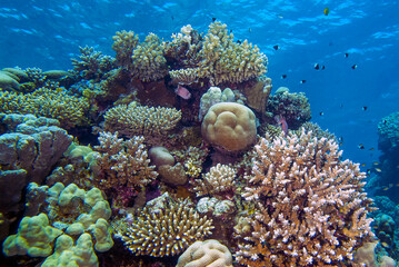 Wide angle views of the magnificent coral formations in the Red Sea, Egypt