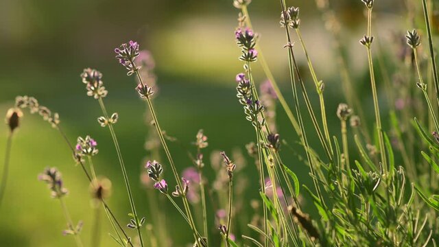 Tiny lavender flowers tremble in the wind
