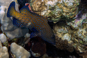A Peacock Grouper (Cephalopholis argus) in the Red Sea, Egypt