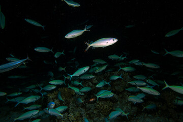 Huge numbers of fusiliers feeding on a coral reef at night in the Red Sea