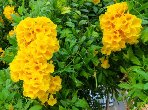 A branch covered with yellow flowers of the exotic tekoma stans tree