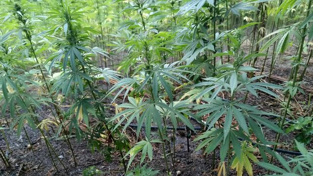 Medicinal Industry, Pharmacy, Field of hemp. Cannabis farm plantation.