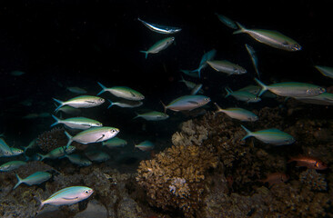 Huge numbers of fusiliers feeding on a coral reef at night in the Red Sea