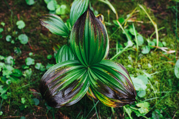 exotic plant grows in the forest