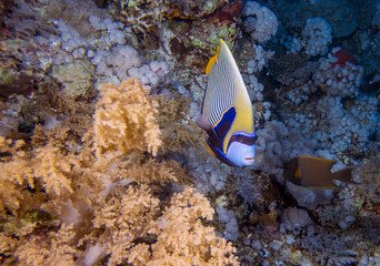 Fototapeta na wymiar An Emperor Angelfish (Pomacanthus imperator) in the Red Sea, Egypt