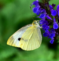 Cabbage white butterfly
