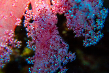 Splendid Knotted Fan Coral (Acabaria spendens) in the Red Sea, Egypt
