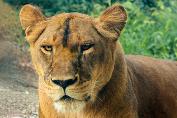 Portrait of an adult lioness, with a stern look