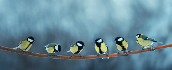 beautiful bird tits sit on a branch in a row in a winter park