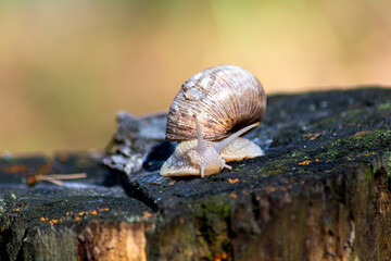Snail on a tree stump in the forest. Blurred photo background. Close-up photo of a snail.