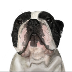 french bulldog portrait