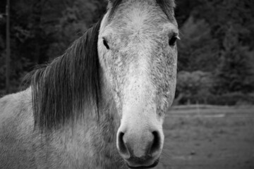 Portrait of beautiful gray horse close head detail