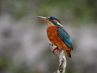 Kingfisher perched on branch