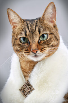 Fashion beauty pretty tabby cat is wearing fur shawl. Proud kitten in a fur collar posing in a photo studio. Brown domestic cat in elegant costume of queen. Selective focus