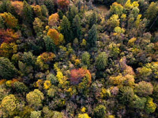 autumn foliage in the woods of Italy