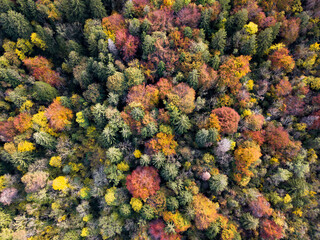 Naklejka na ściany i meble autumn foliage in the woods of Italy