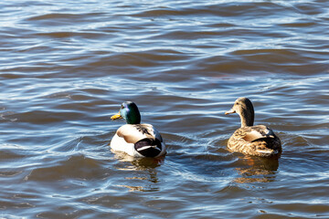Ducks swim in the water. Male and female mallards on the lake