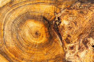 Close-up of the textured surface of a sawn tree. Cut down an old tree