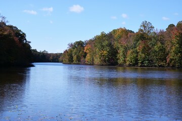 fall foliage 