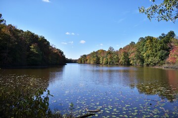 Naklejka premium fall foliage 