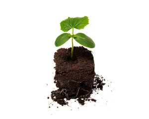 Young green cucumber seedlings for planting with well-developed root system