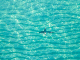 Fototapeta premium Blacktip shark in miami