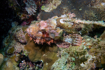 Fototapeta na wymiar A Bearded Scorpionfish (Scorpaenopsis barbata) in the Red Sea, Egypt
