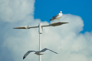 Seagulls flying with a background of deep blue sky and clouds