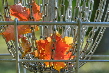 Autumn Disc golf basket and red leafs in detail
