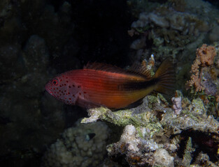 A Freckled Hawkfish (Paracirrhites forsteri) in the Red Sea, Egypt