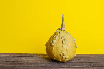 beautiful decorative pumpkin on a yellow background. High quality photo