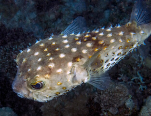 A Yellow-spotted Burrfish (Cyclichthys spilostylus) in the Red Sea