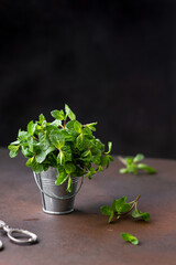 Green fresh mint  in an iron bucket