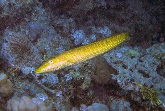 A Cigar Wrasse (Cheilio inermis) in the Red Sea