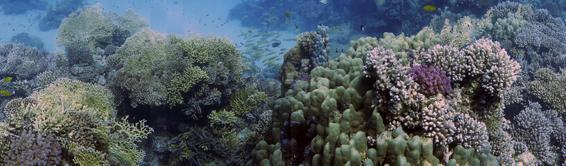 Naklejka na ściany i meble Wide angle views of the magnificent coral formations in the Red Sea, Egypt