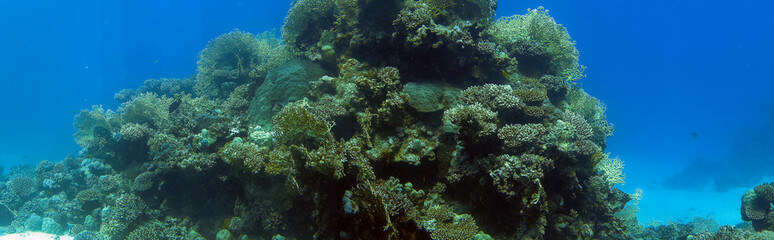 Fototapeta na wymiar Wide angle views of the magnificent coral formations in the Red Sea, Egypt