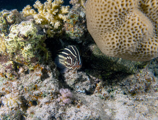Fototapeta na wymiar A Six Lined Soapfish (Grammistes sexlineatus) in the Red Sea