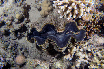 Fototapeta premium A Fluted Giant Clam (Tridacna squamosa) in the Red Sea, Egypt