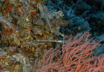 Obraz na płótnie Canvas Bluespotted Cornetfish (Fistularia commersonii) in the Red Sea, Egypt