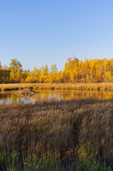 A Beaver Lodge in Autumn at Elk Island National Park