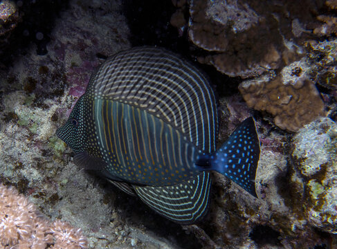 A Sailfin Tang (Zebrasoma veliferum) in the Red Sea, Egypt