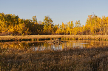 A Beaver Lodge in Autumn at Elk Island National Park